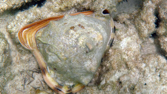 Image of Caribbean helmet