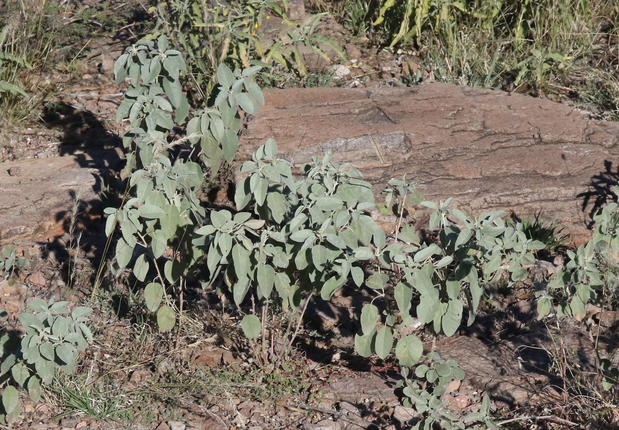 Sivun Croton pottsii var. pottsii kuva