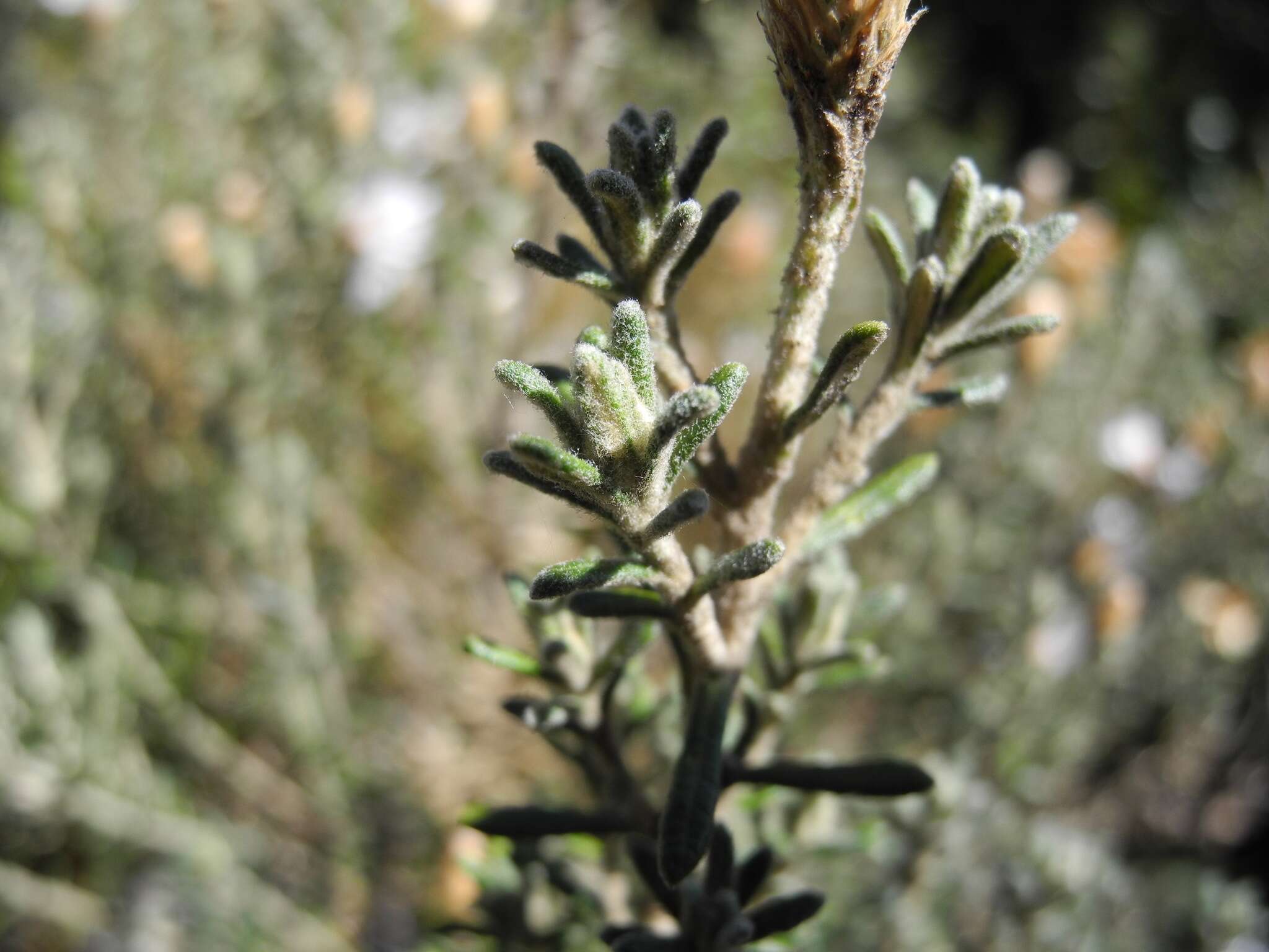 Image of Diplostephium oblanceolatum S. F. Blake