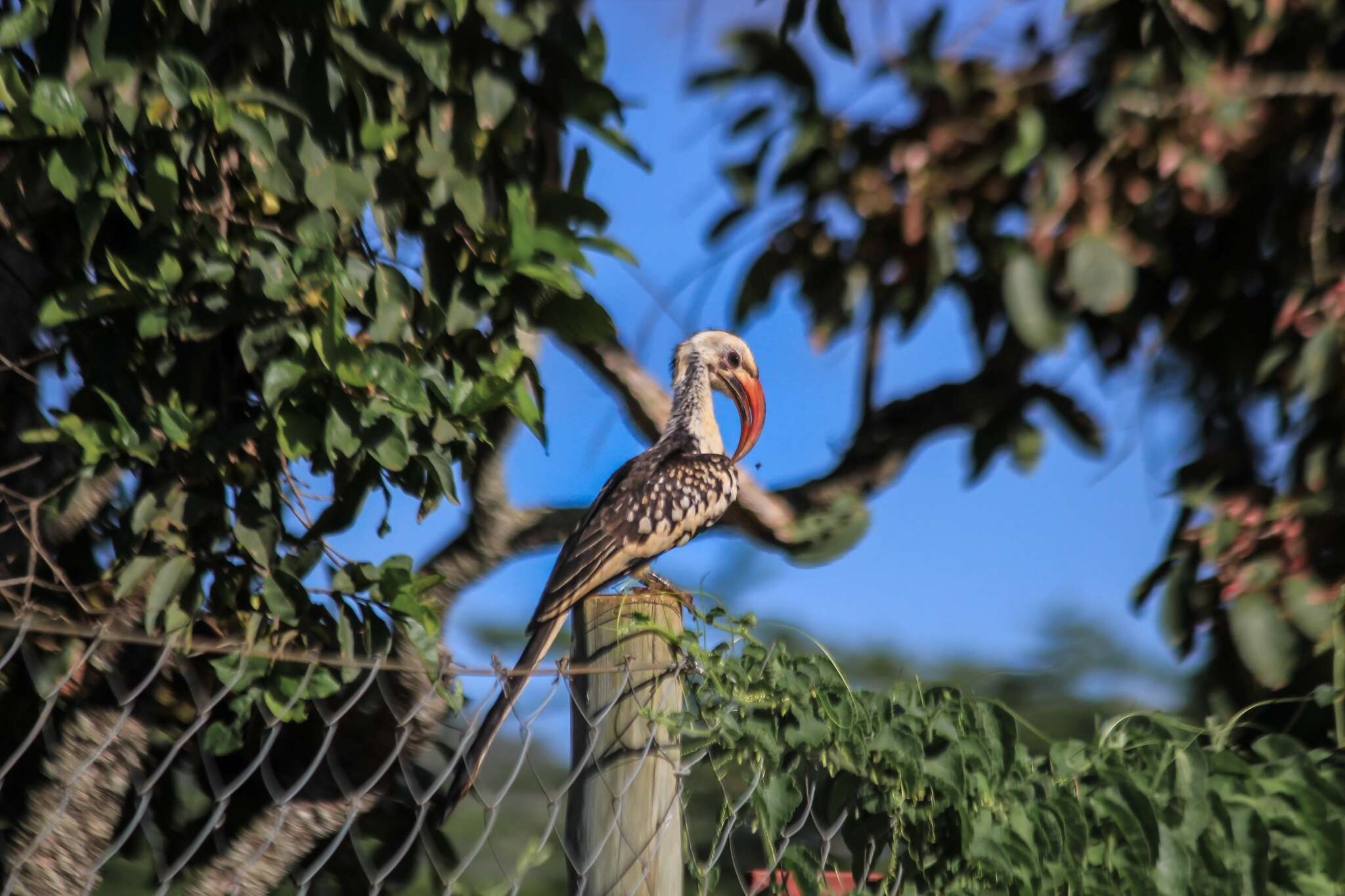 Image of Northern Red-billed Hornbill