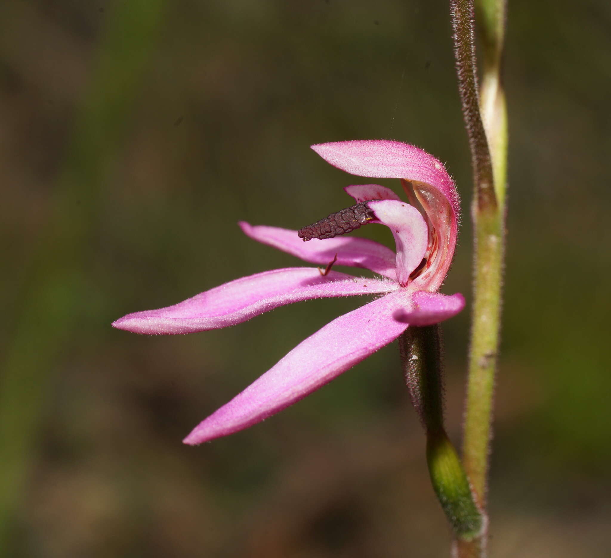 Image of Black-tongue caladenia