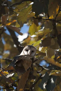 Image of barn owls, masked owls, and bay owls