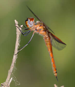 Tramea insularis Hagen 1861 resmi