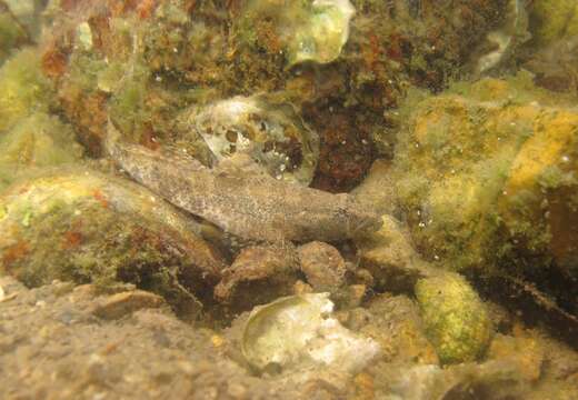 Image de Psammogobius