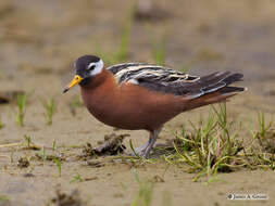 Image of Grey (Red) Phalarope