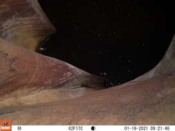 Image of Panamint Chipmunk