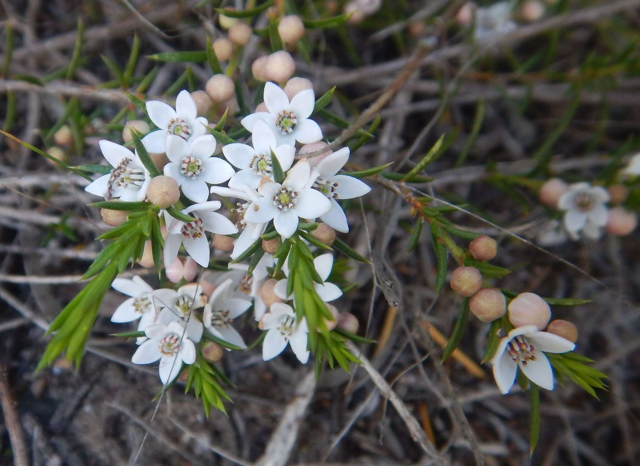 Image of Philotheca pungens (Lindl.) Paul G. Wilson