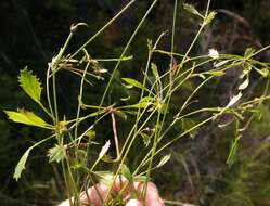 Image of Centella fourcadei Adamson