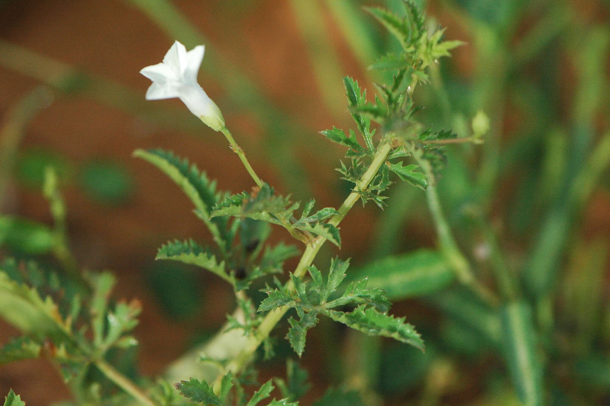 Слика од Ipomoea coptica (L.) Roth