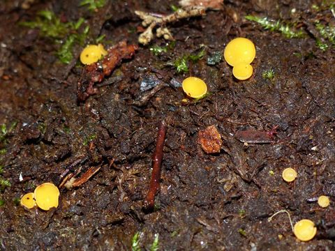 Image of Yellow fairy cup