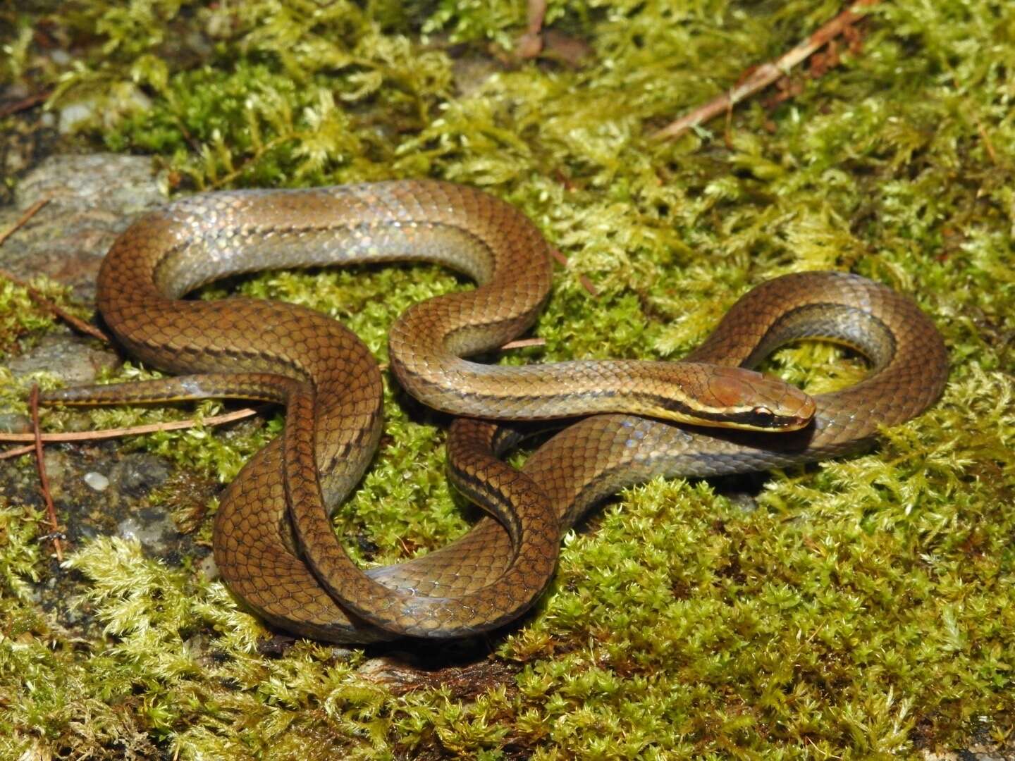 Image of Ribbon Graceful Brown Snake