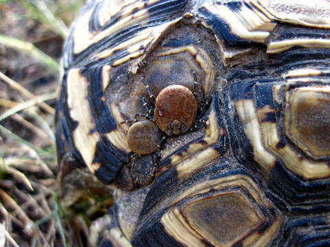 Image of Tick