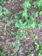 Image of Texas Indian mallow