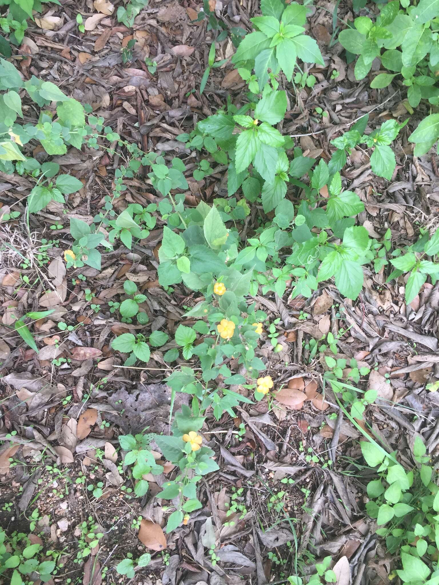 Image of Texas Indian mallow