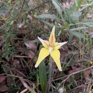 Image de Caladenia flava R. Br.