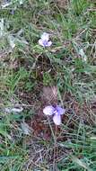 Image of Patersonia occidentalis var. occidentalis