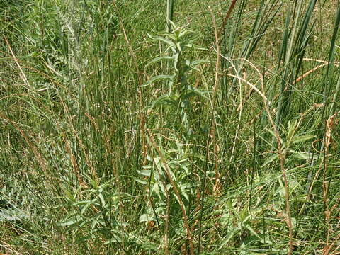 Image of Nevada Goldenrod