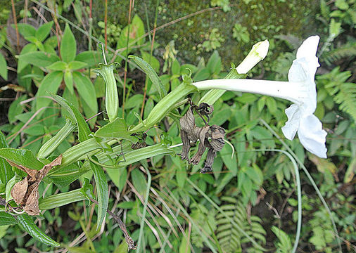 Image of <i>Escobedia grandiflora</i> (L. fil.) Kuntze