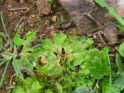 Image of Riccia gougetiana Durieu & Mont.