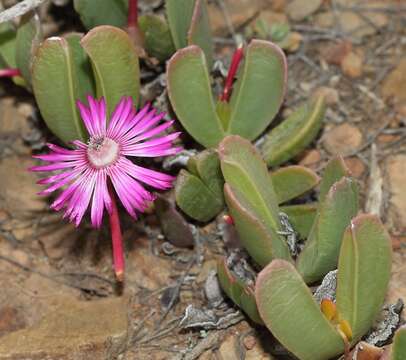 Imagem de Brianhuntleya purpureostyla (L. Bol.) H. E. K. Hartmann