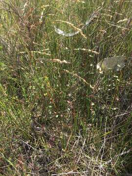 Image of Gonocarpus micranthus subsp. ramosissimus Orchard