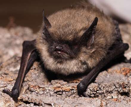 Image of whiskered bat, european whiskered bat