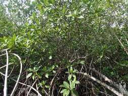 Image of red mangrove