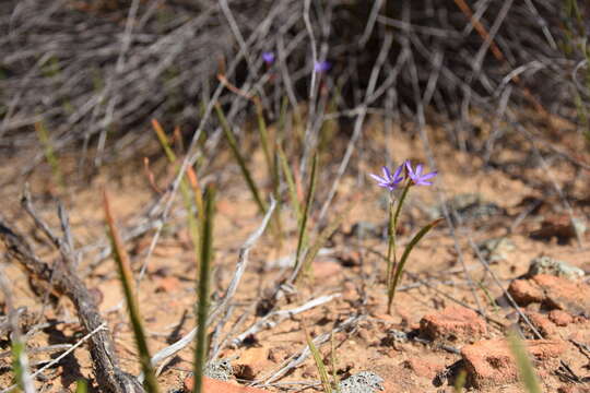 Imagem de Geissorhiza subrigida L. Bolus