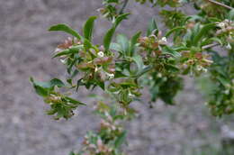 Image of Zabelia corymbosa (Regel & Schmalh.) Makino