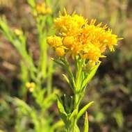 Plancia ëd Euthamia occidentalis Nutt.