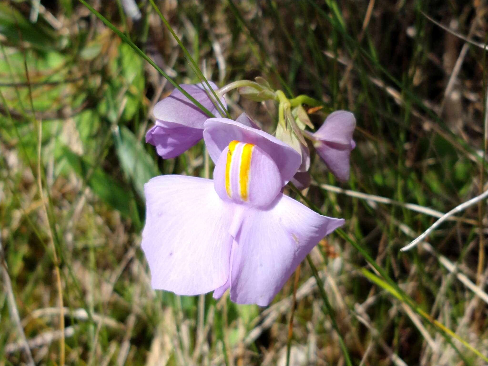 Imagem de Utricularia reniformis A. St. Hil.