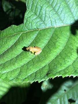 Imagem de Pristimantis altamnis Elmer & Cannatella 2008