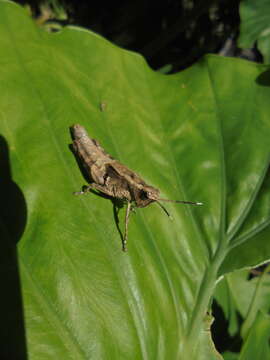 Image of Traulia ornata Shiraki 1910