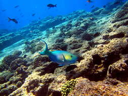 Image of Bicolor Parrotfish