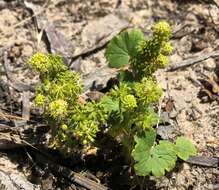 Image de Hydrocotyle laxiflora DC.