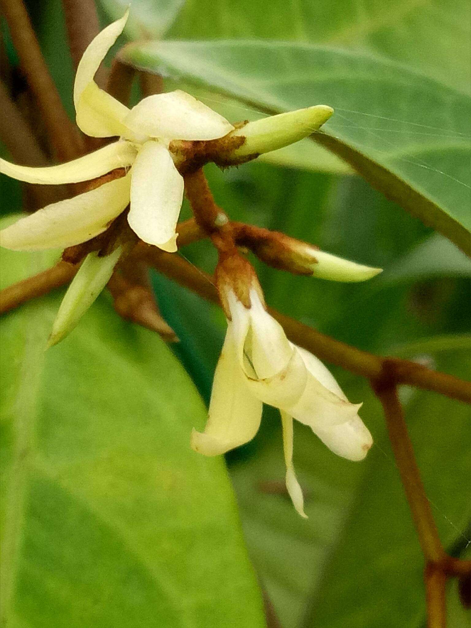 Image of Toxocarpus villosus (Bl.) Decne.