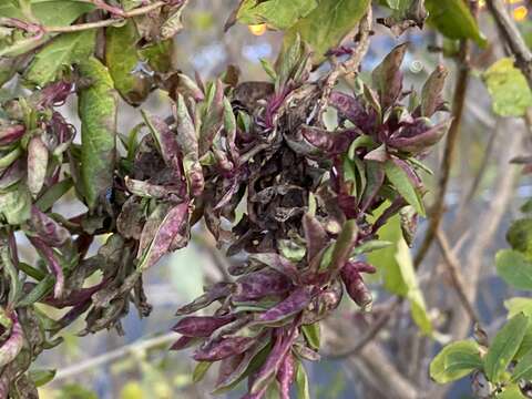 Image of Honeysuckle witches' broom aphid