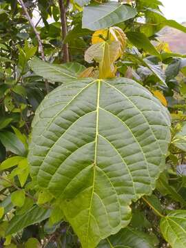 Imagem de Alchornea latifolia Sw.