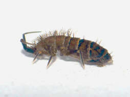 Image of Orchesella multifasciata Scherbakov & AM 1898