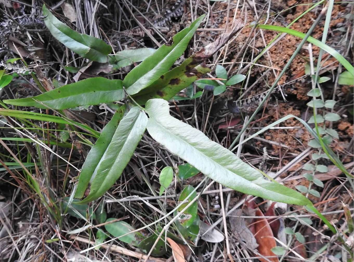 Image of Graceful Necklace Fern