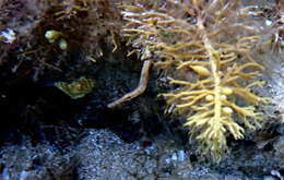 Image of Southern Gulf pipefish