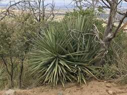 Image of Schott's yucca