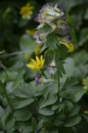 صورة Corydalis hybrida Mikhailova