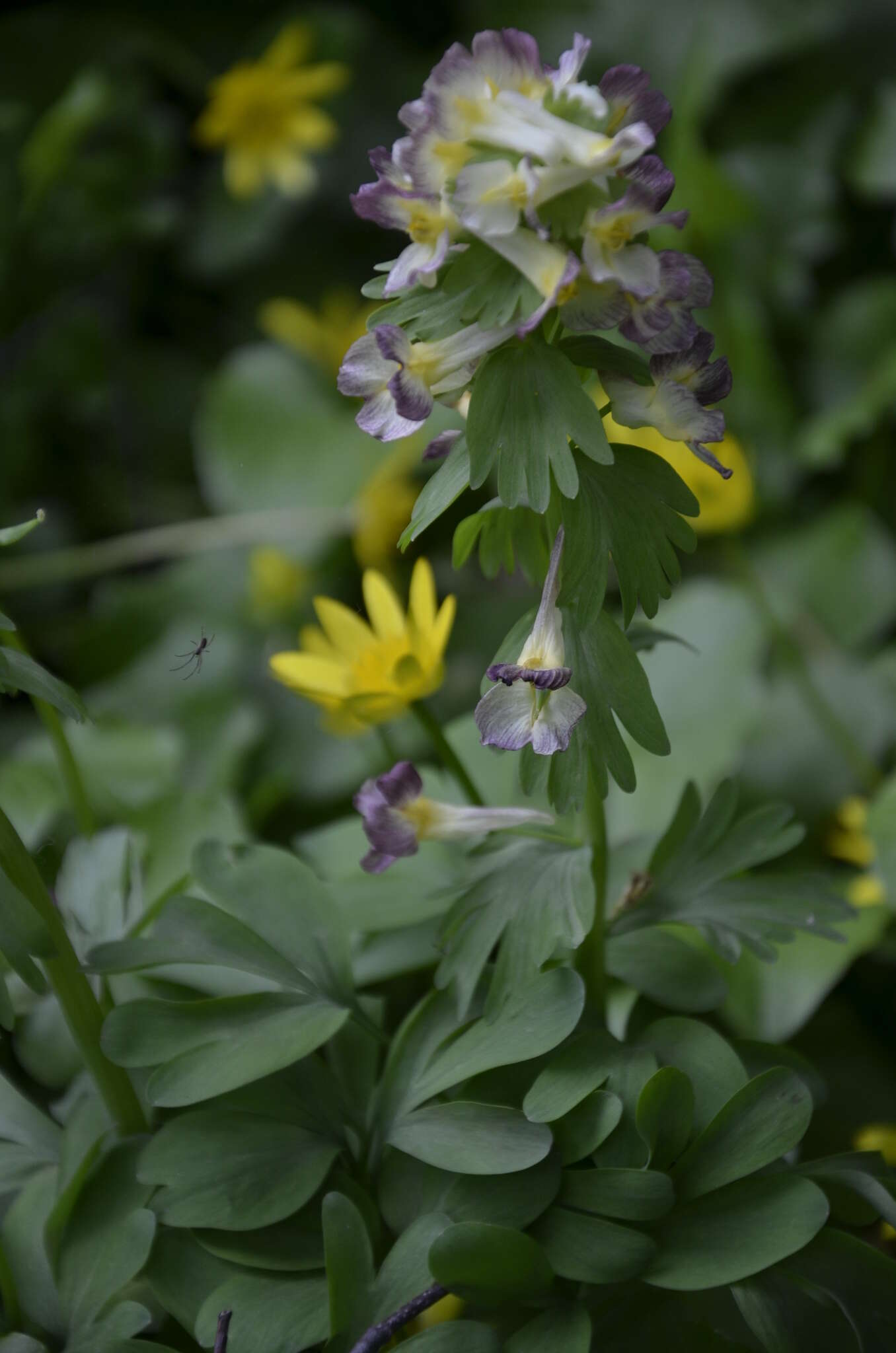 صورة Corydalis hybrida Mikhailova