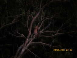 Image of Andean Pygmy Owl