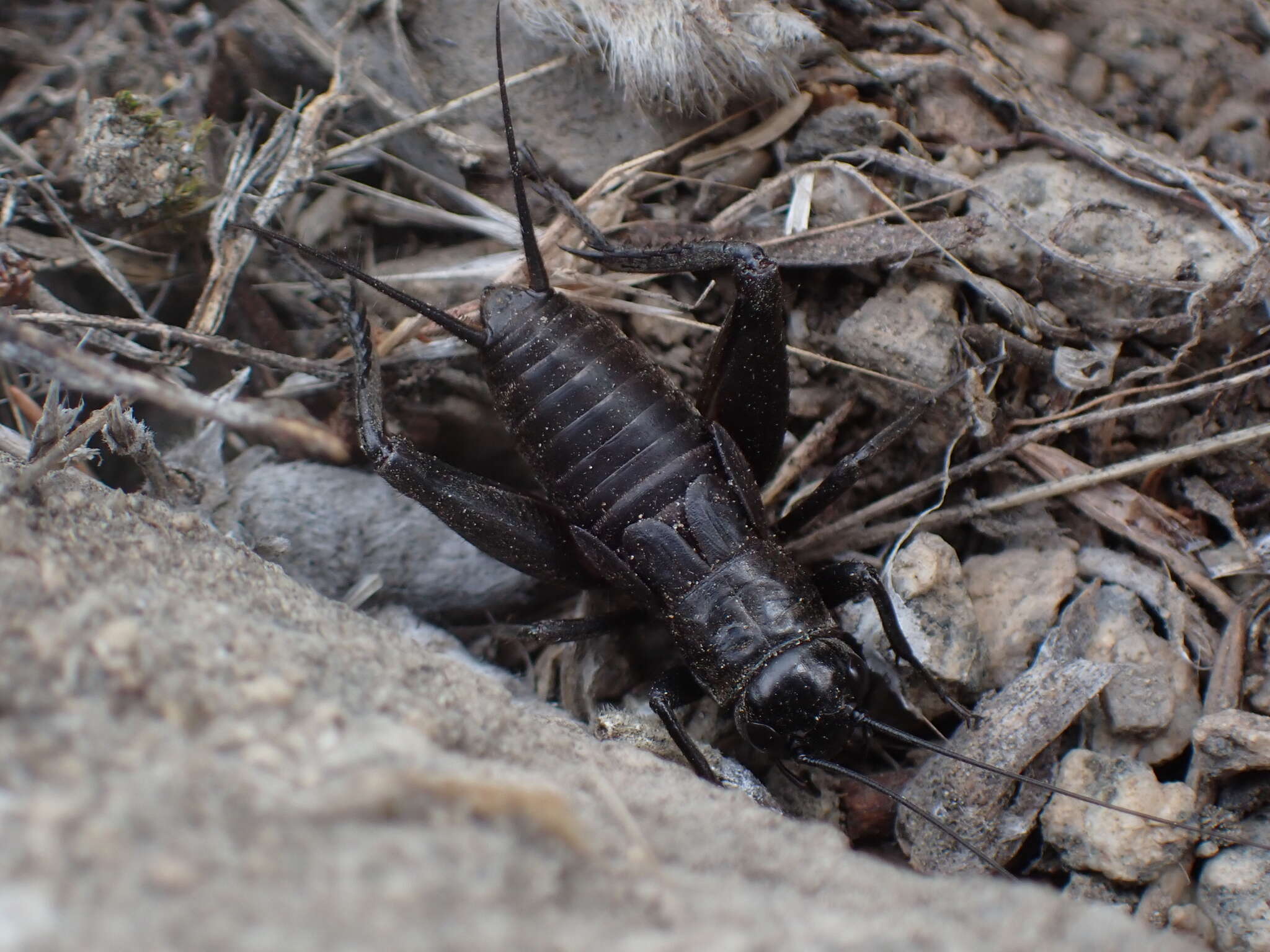 Image of Gryllus (Gryllus) saxatilis Weissman & Gray 2019