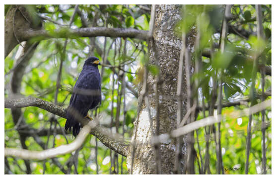 Image of Common Black Hawk