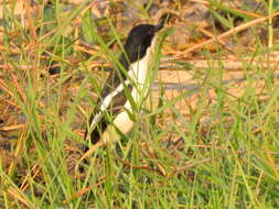 Image of Gabon Boubou