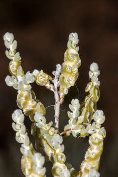 Image of Maireana radiata (P. G. Wilson) P. G. Wilson