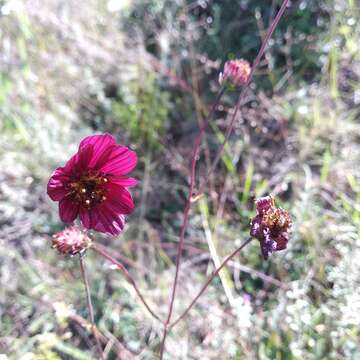 Image of Cosmos scabiosoides Kunth